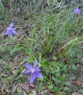 Image of fallflowering pleatleaf