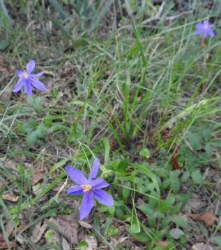 Image of fallflowering pleatleaf