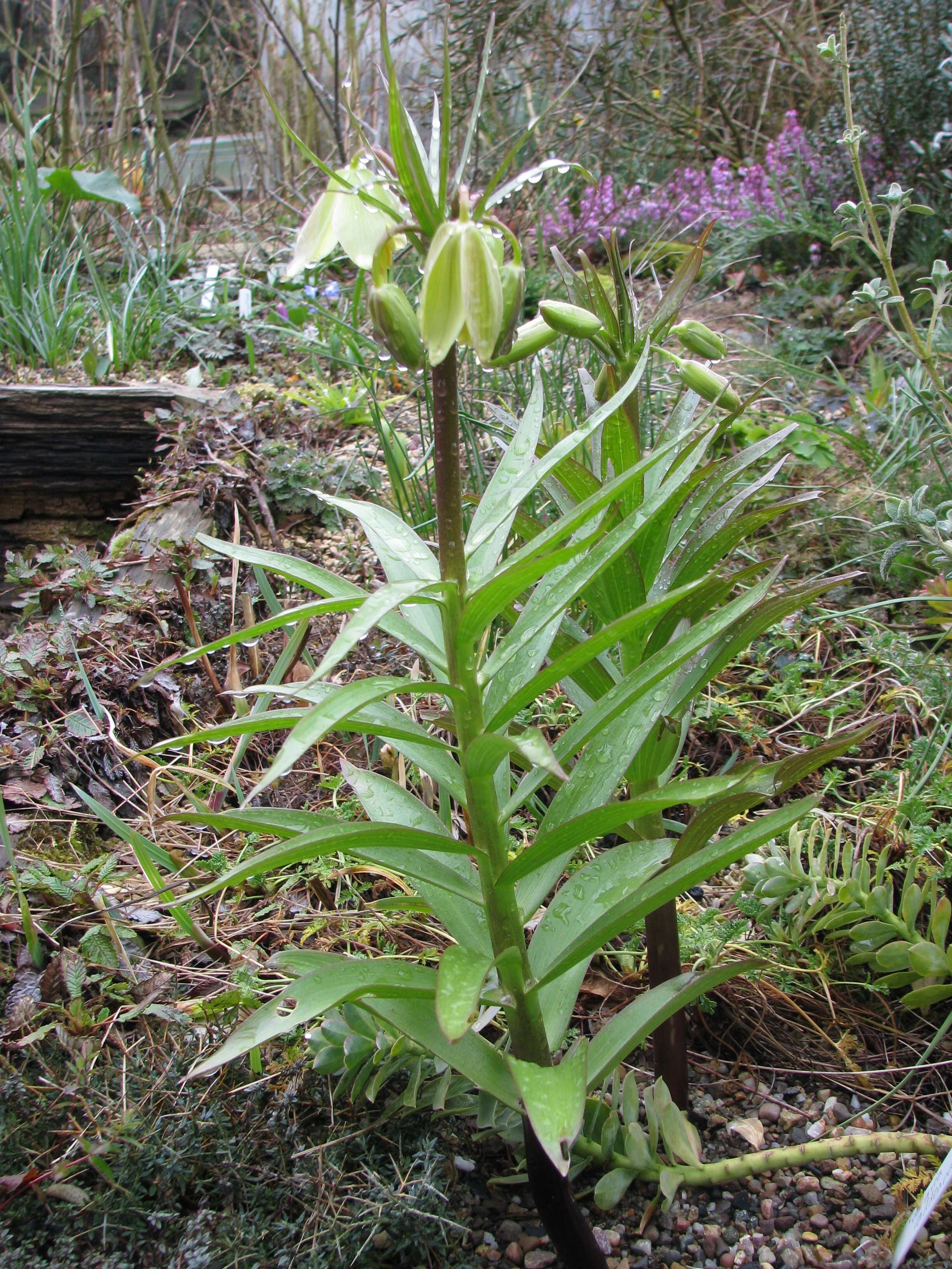 Image of Fritillaria raddeana Regel