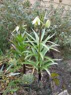 Image of Fritillaria raddeana Regel