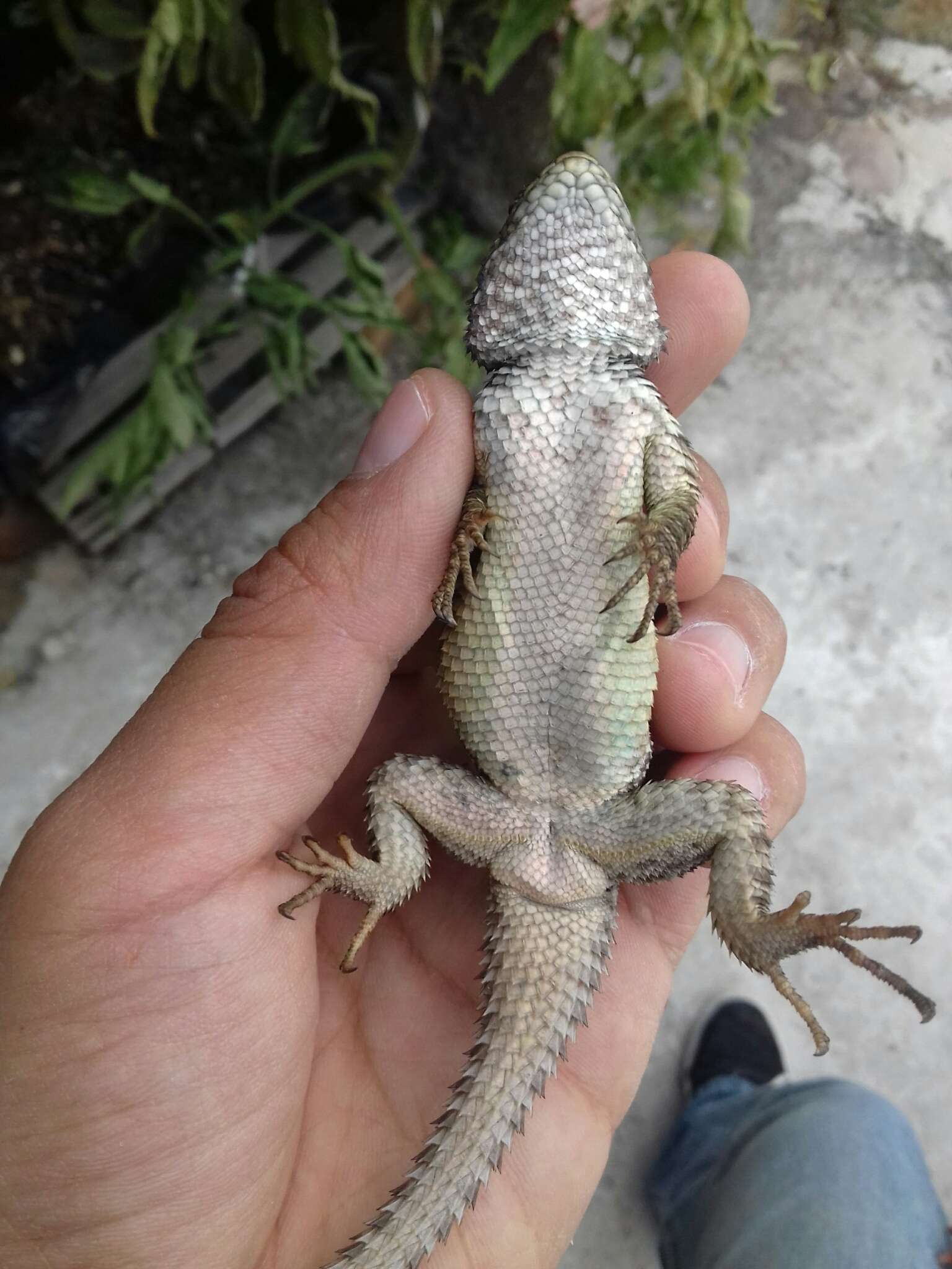 Sceloporus mucronatus Cope 1885 resmi