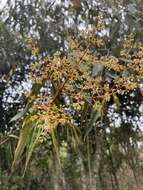 Image of Miconia miocarpa Naud.