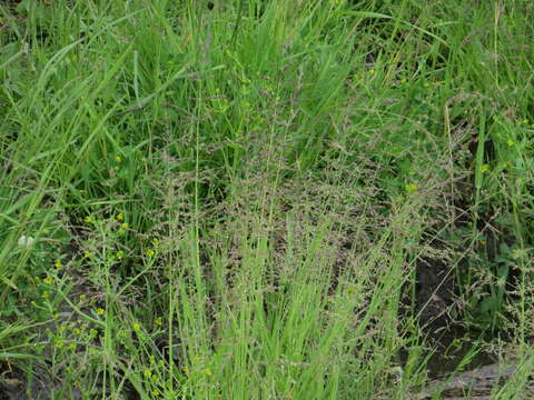 Image of whorlgrass