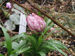 Image of Fritillaria sinica S. C. Chen