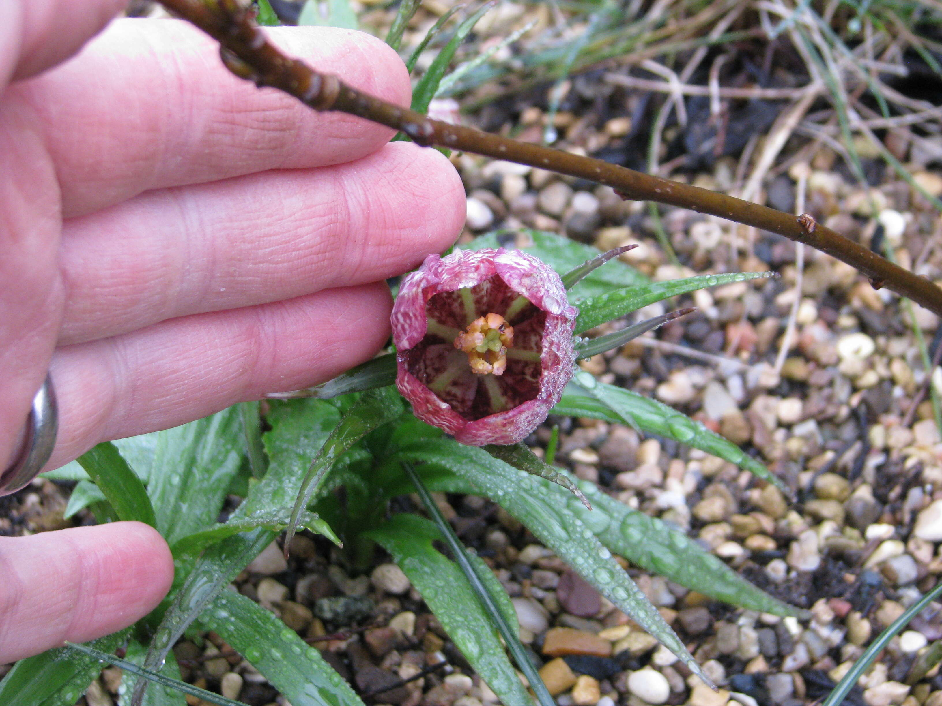 Image of Fritillaria sinica S. C. Chen