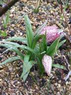 Image of Fritillaria sinica S. C. Chen