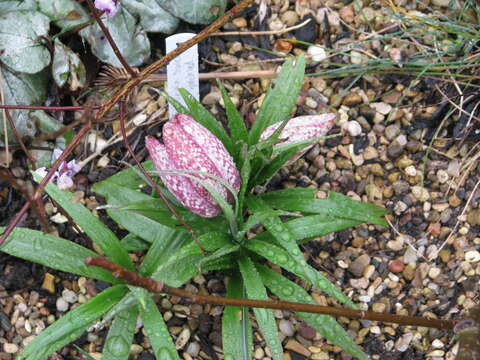 Image of Fritillaria sinica S. C. Chen