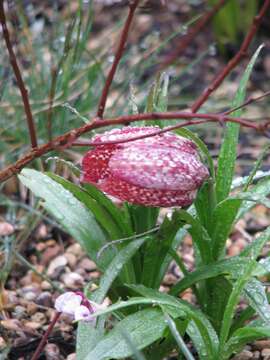 Image of Fritillaria sinica S. C. Chen