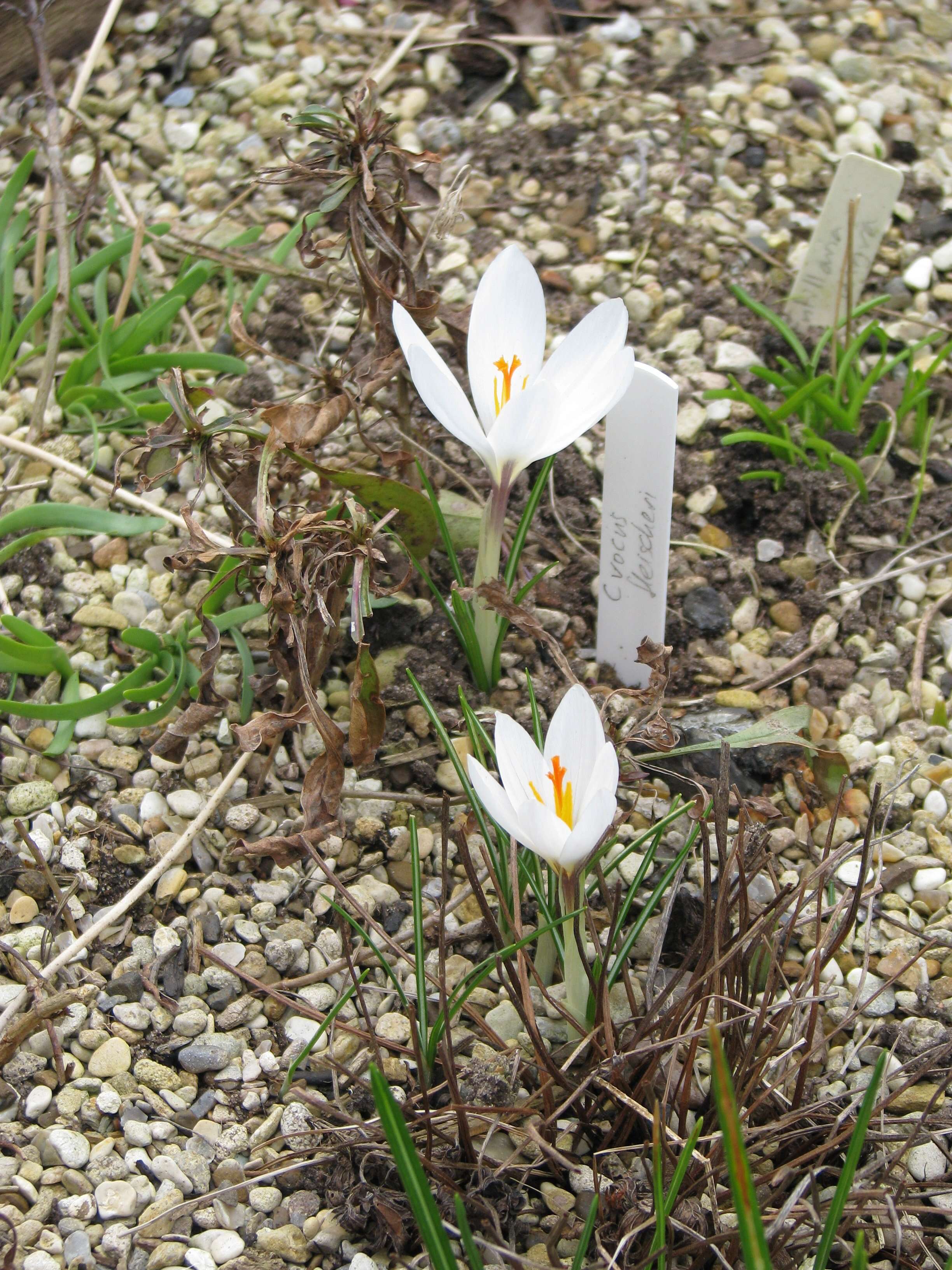 Image of Crocus malyi Vis.