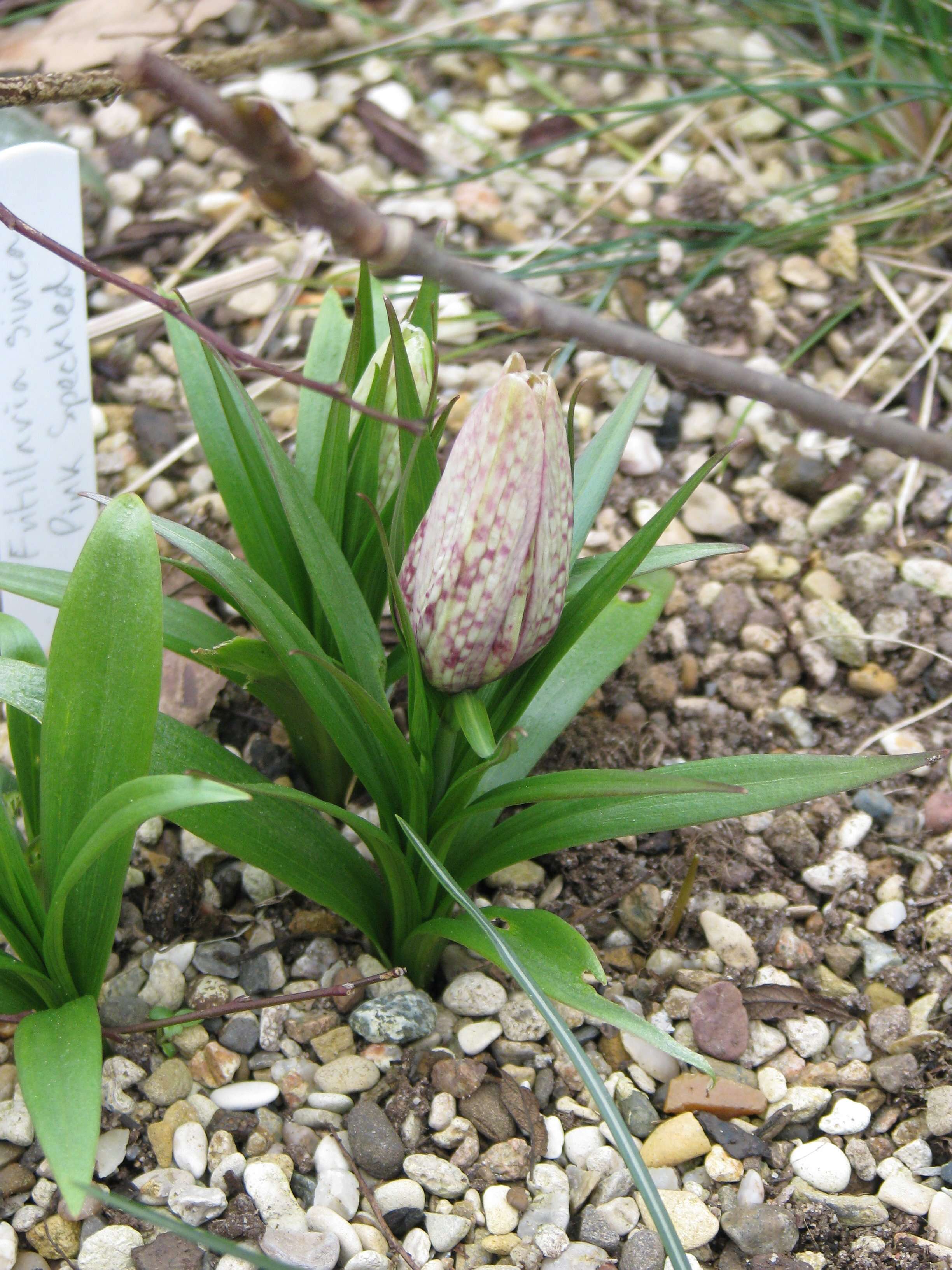 Image of Fritillaria sinica S. C. Chen