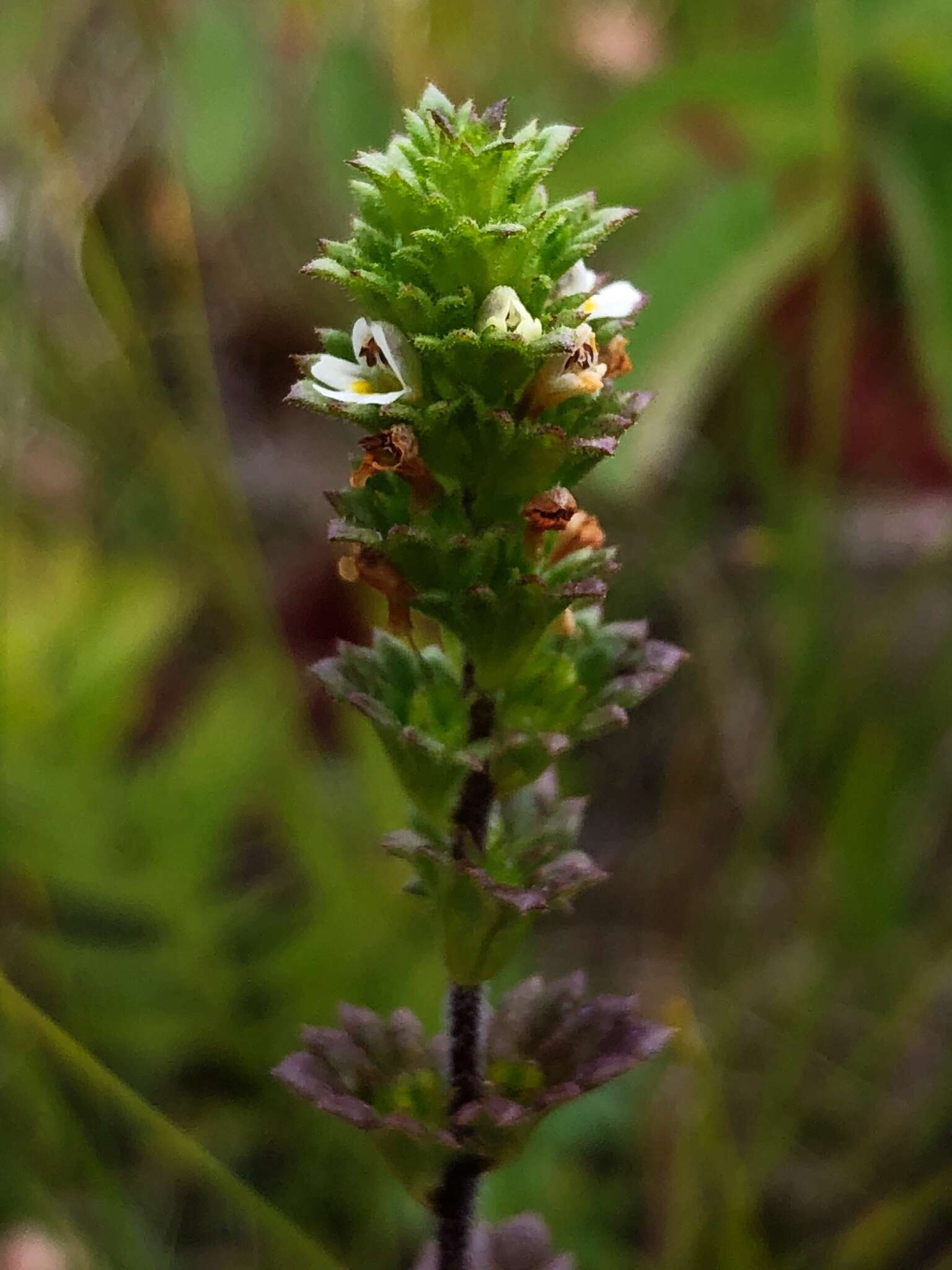 Image of Small Eyebright