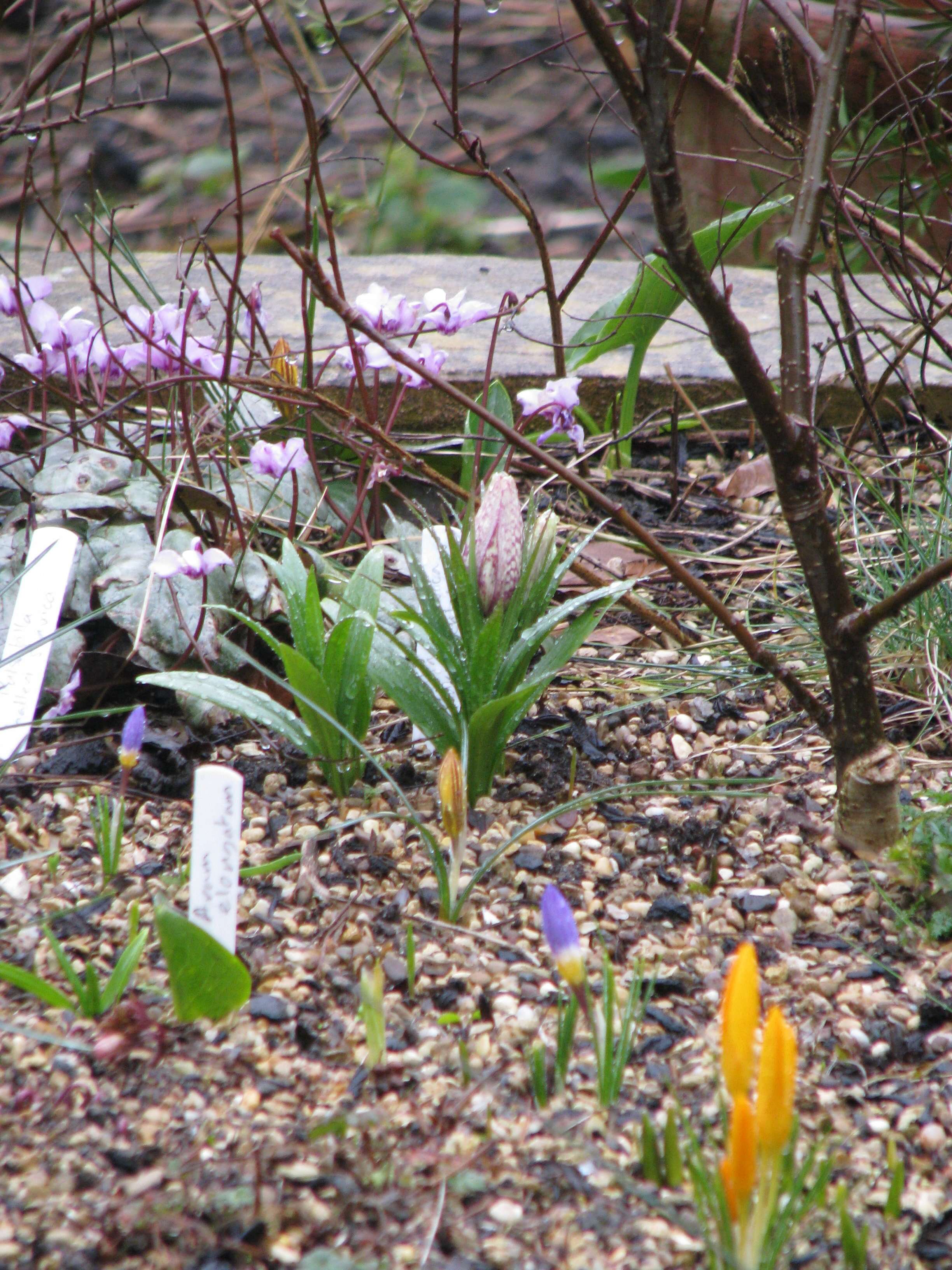 Image of Fritillaria sinica S. C. Chen