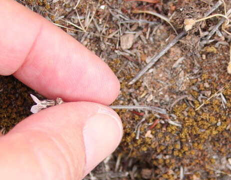 Plancia ëd Jepsonia parryi (Torr.) Small