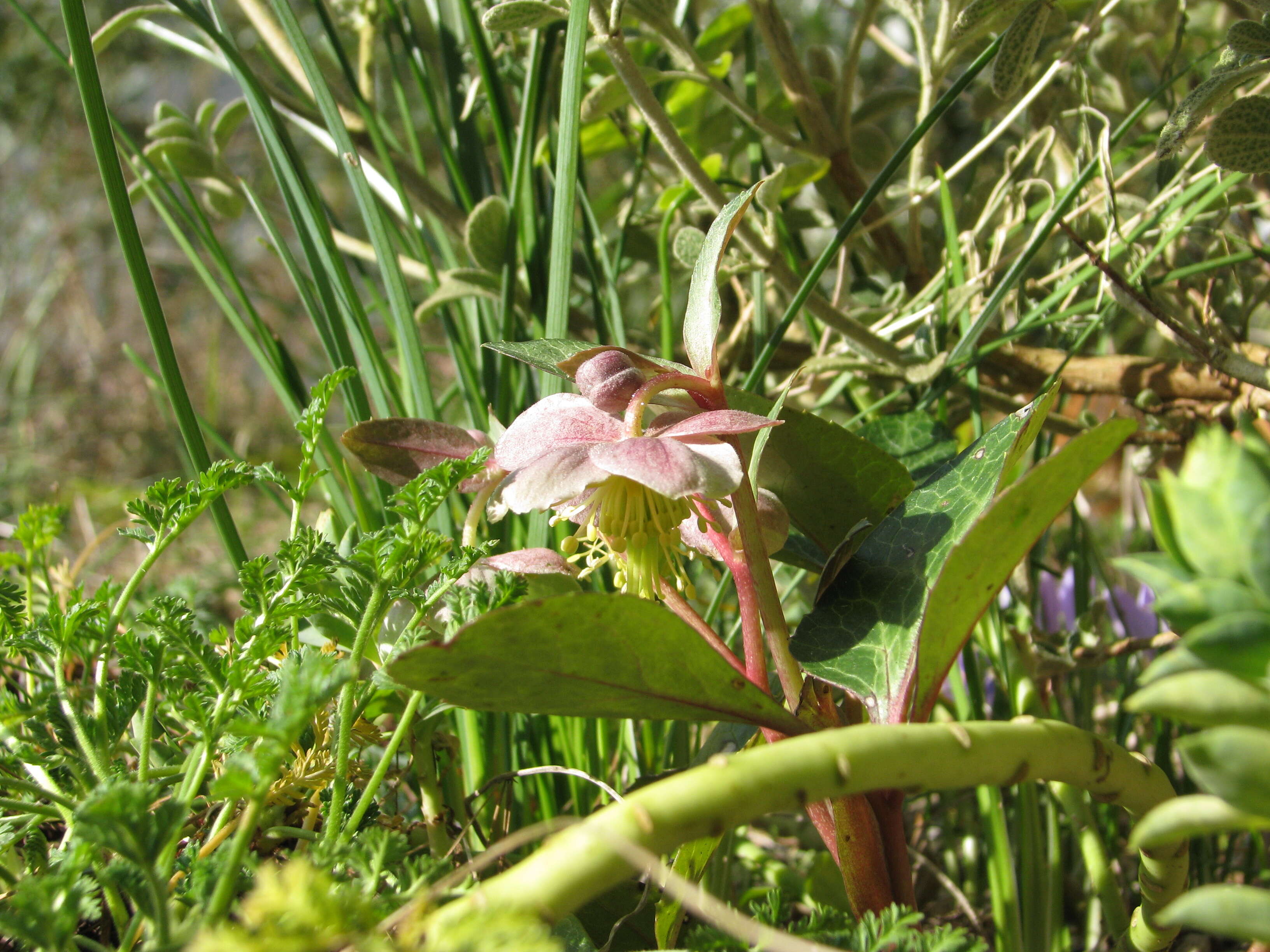 Image of livid hellebore