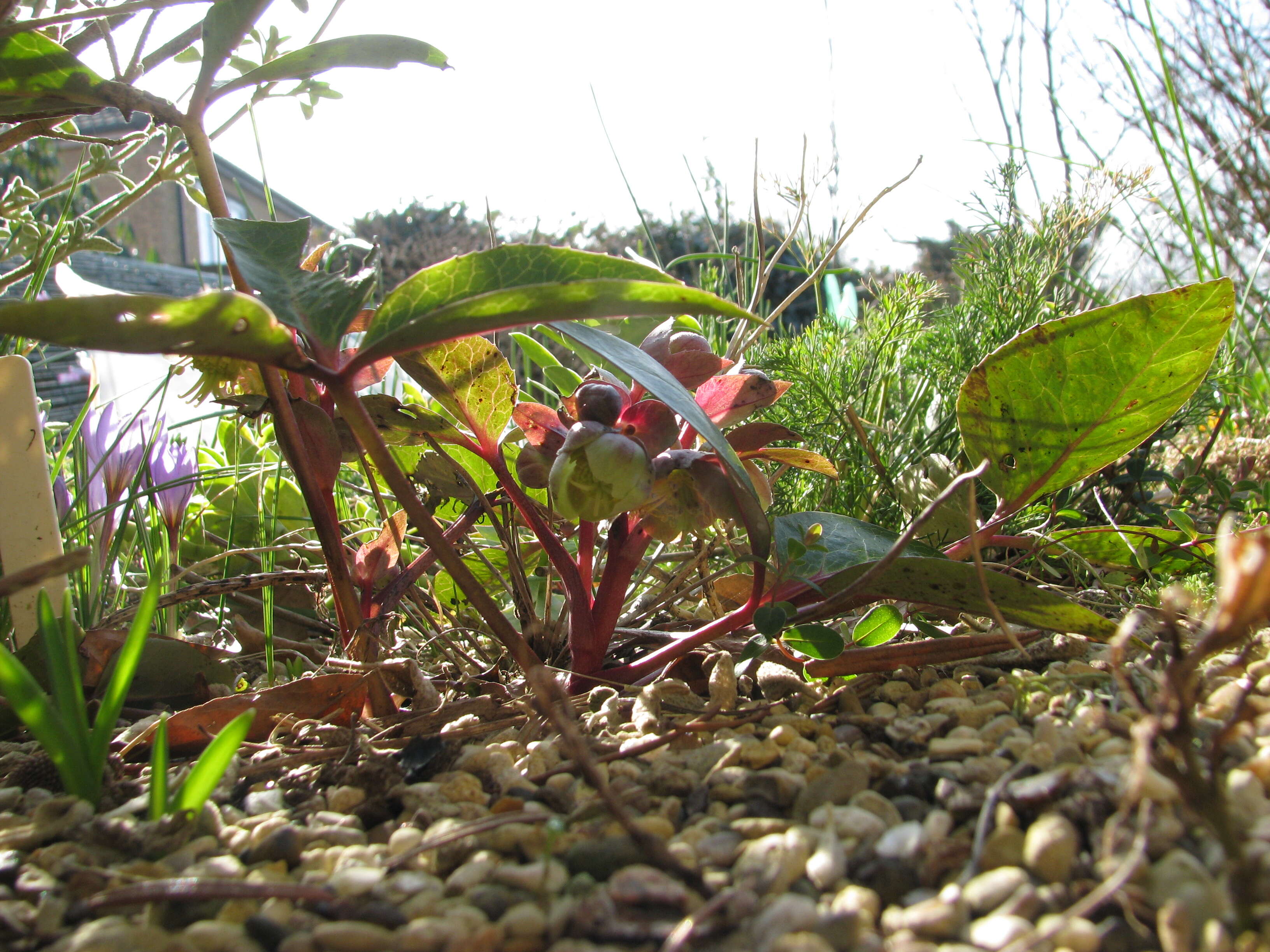 Image of livid hellebore