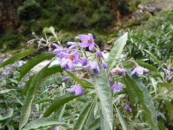 Image of Solanum nitidum Ruiz & Pav.