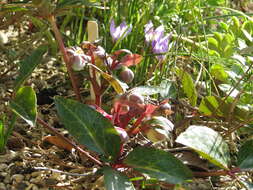 Image of livid hellebore