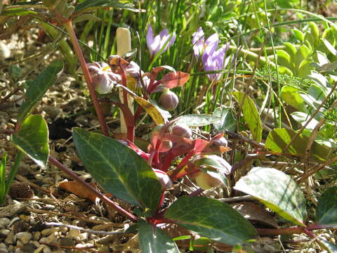 Image of Helleborus lividus Ait. ex Curtis