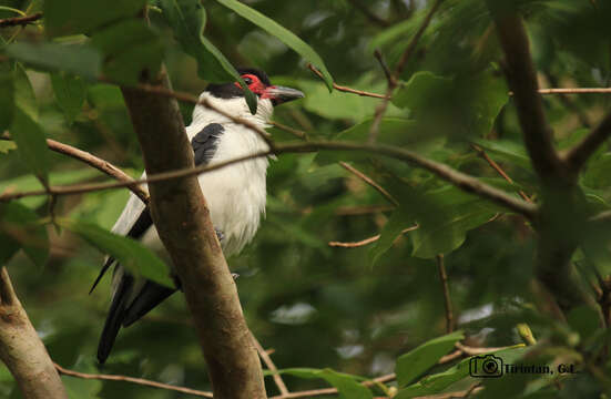 Image of Black-tailed Tityra