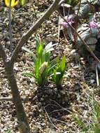 Image of Fritillaria sinica S. C. Chen