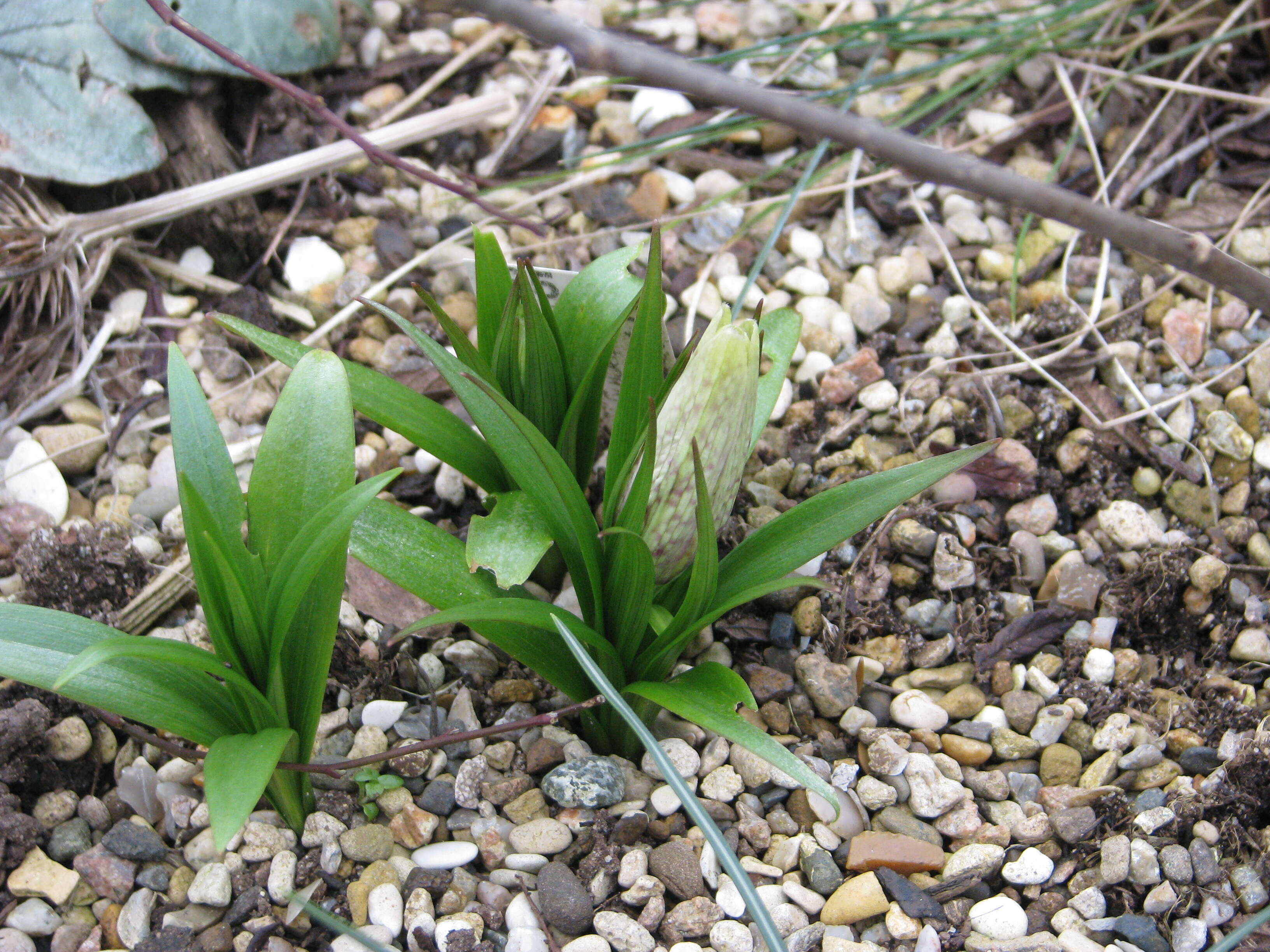 Image of Fritillaria sinica S. C. Chen