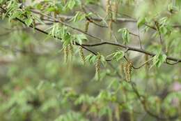 Image of Carpinus tschonoskii Maxim.