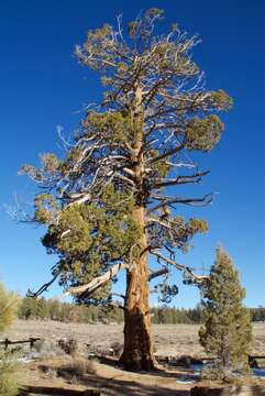 Image of Western Juniper