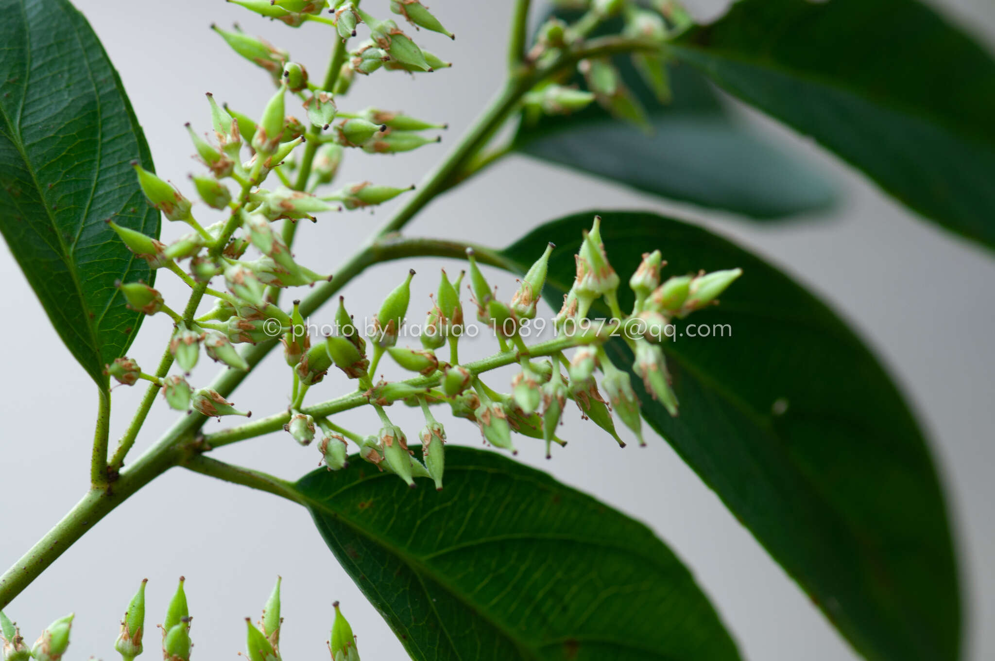 Image of Itea chinensis Hook. & Arn.