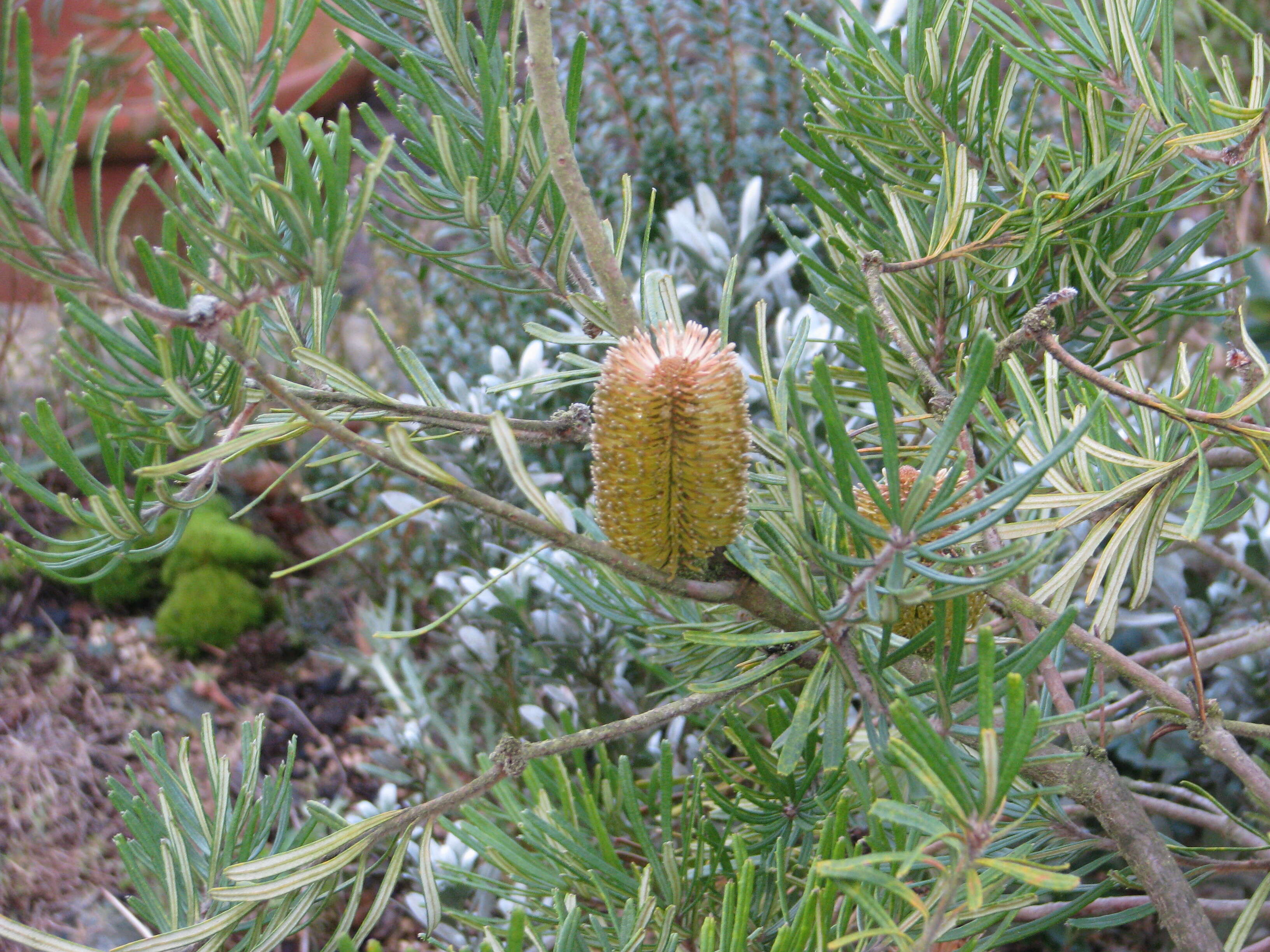 Image of silver banksia