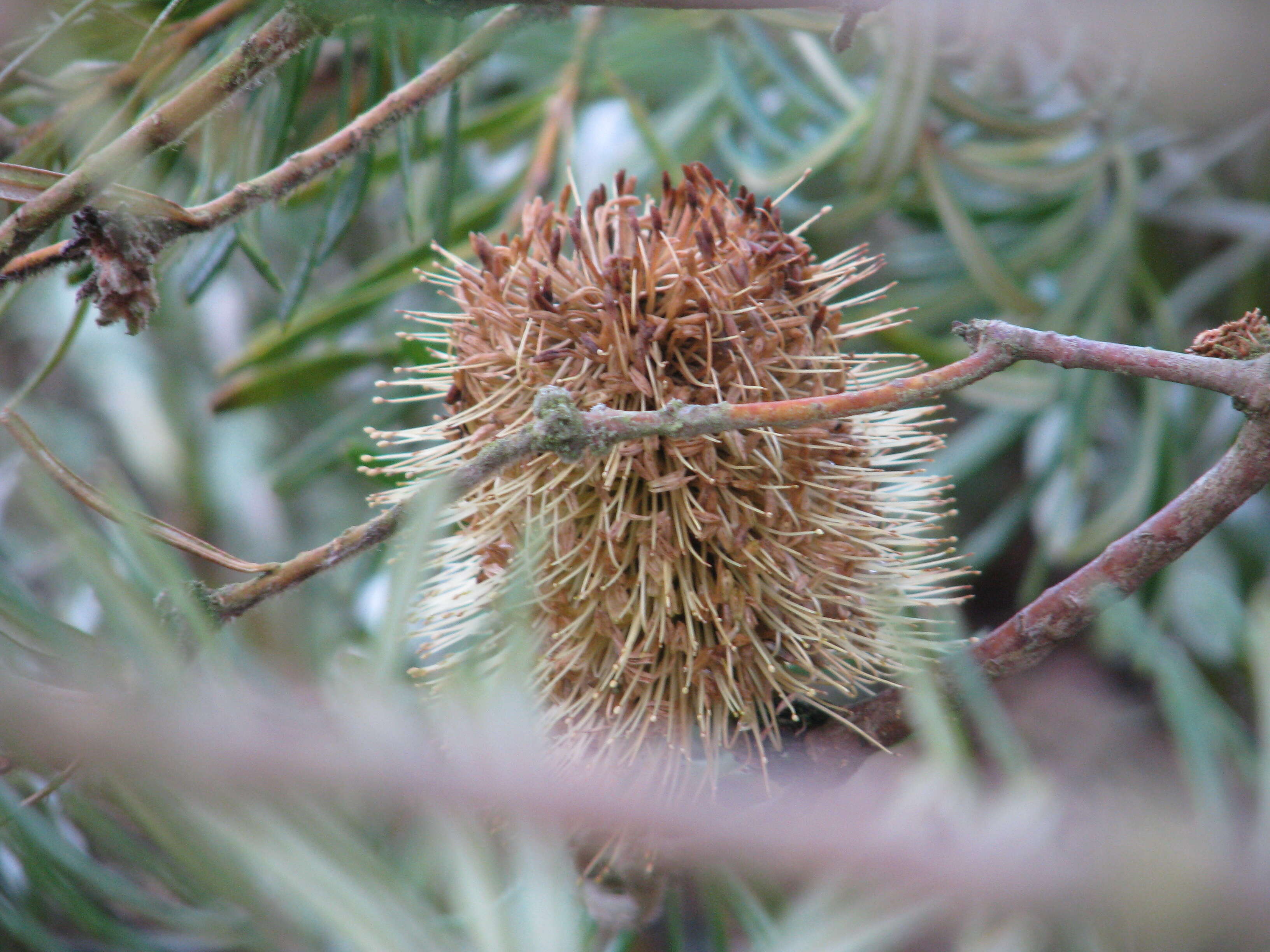 Image of silver banksia