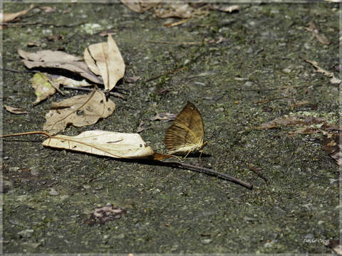 Image of Abrota ganga formosana Fruhstorfer 1908