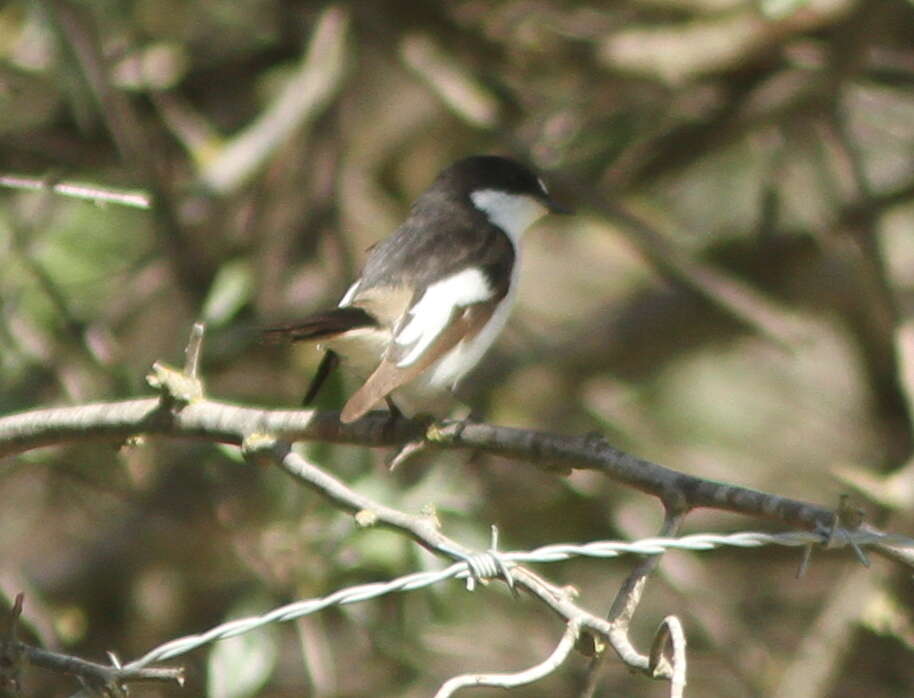 Plancia ëd Ficedula hypoleuca hypoleuca (Pallas 1764)