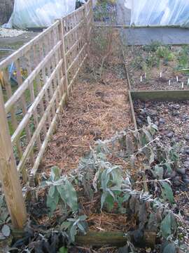 Image of Buddleja colvilei Hook. fil. & Thomson