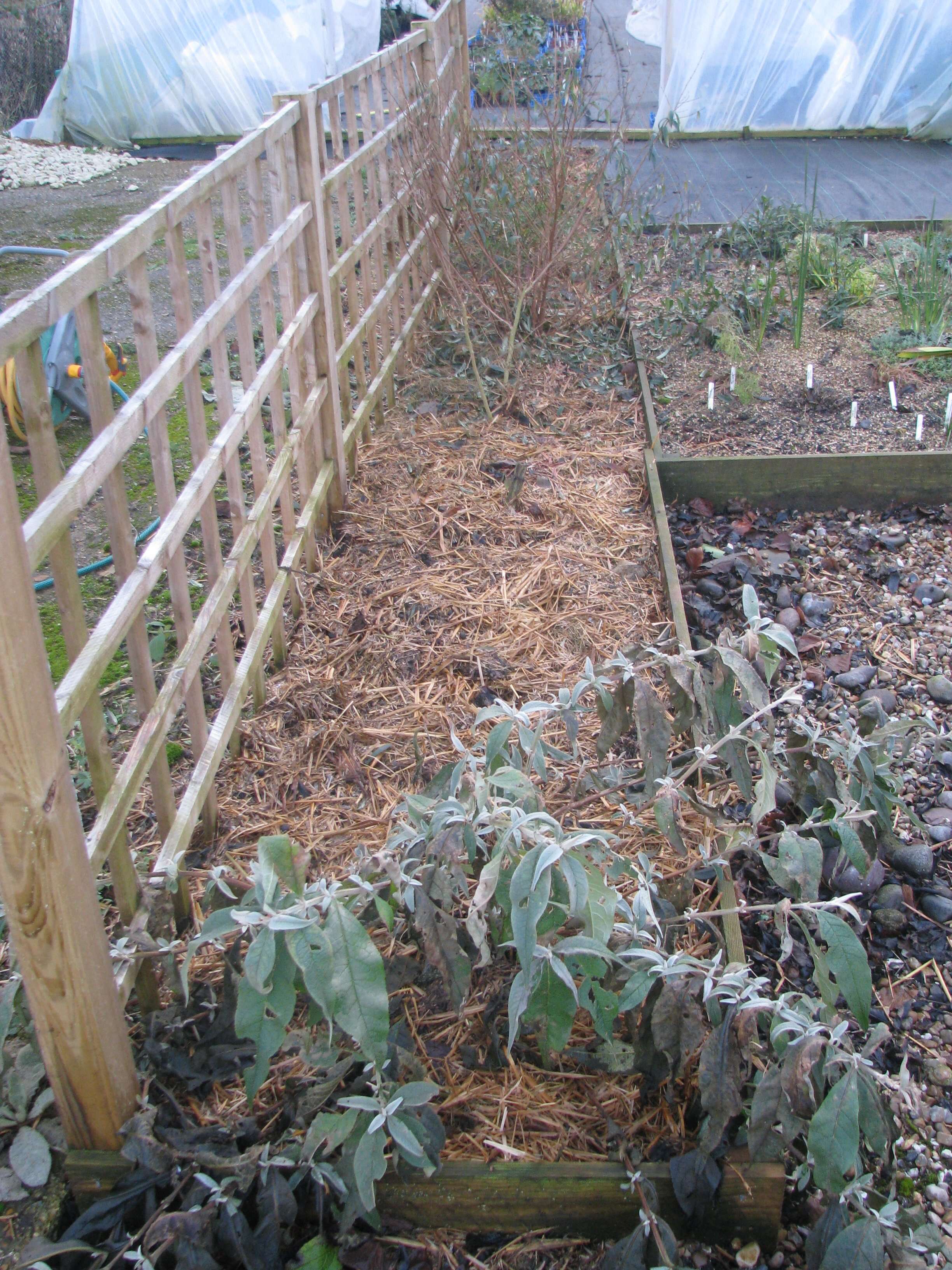 Sivun Buddleja colvilei Hook. fil. & Thomson kuva