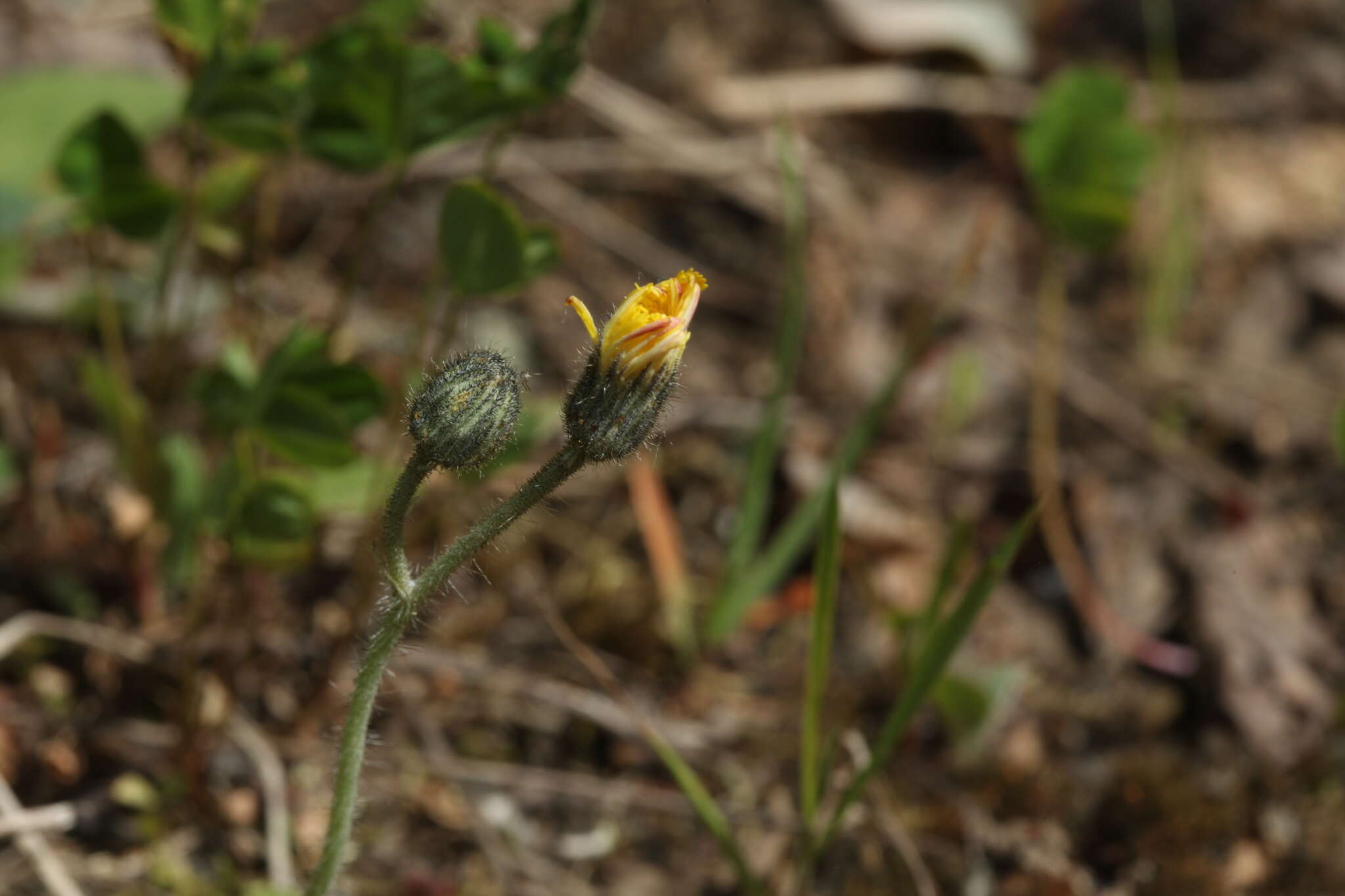 Imagem de Pilosella schultesii (Sch. Bip.) Sch. Bip. & Sch. Bip. ex H. P. Fuchs-Eckert