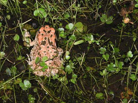 Image of Vandijkophrynus robinsoni (Branch & Braack 1996)