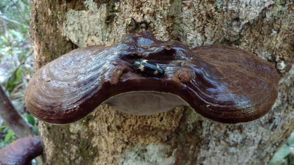 Image of Ganoderma australe (Fr.) Pat. 1889