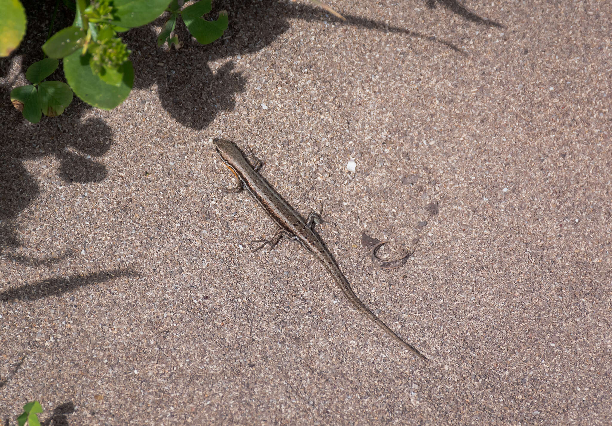 Image of West Coast Morethia Skink