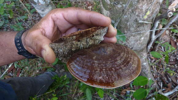 Imagem de Ganoderma australe (Fr.) Pat. 1889