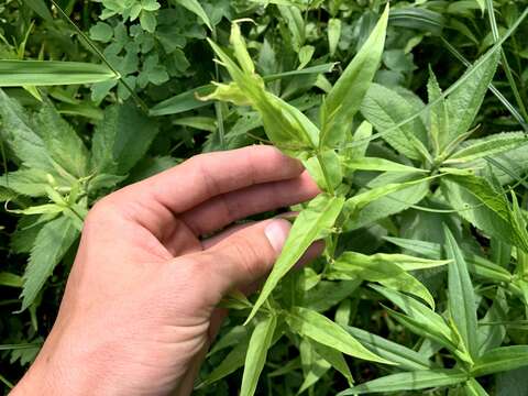 Image of Snowy Catchfly