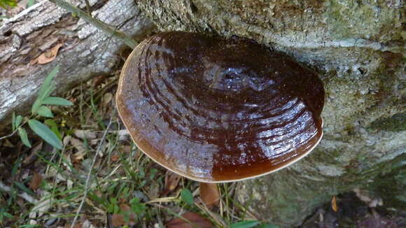 Image of Ganoderma australe (Fr.) Pat. 1889