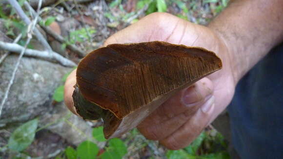 Imagem de Ganoderma australe (Fr.) Pat. 1889