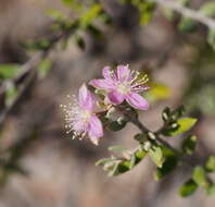 صورة Lithomyrtus microphylla (Benth.) N. Snow & G. P. Guymer