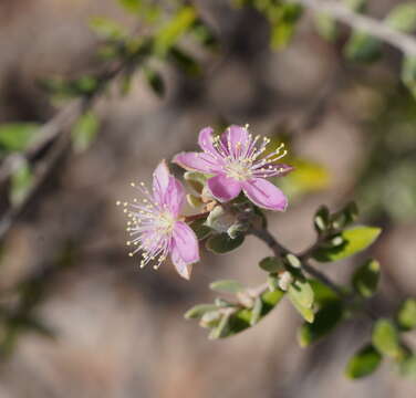 صورة Lithomyrtus microphylla (Benth.) N. Snow & G. P. Guymer