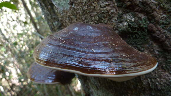 Imagem de Ganoderma australe (Fr.) Pat. 1889