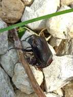 Image of Nicrophorus (Nicrophorus) humator (Gleditsch 1767)