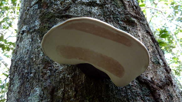 Imagem de Ganoderma australe (Fr.) Pat. 1889