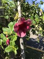 Image of purple allamanda