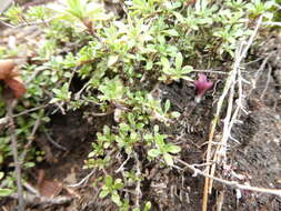 Image of Thymus glabricaulis