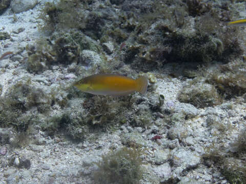 Image of Yellowhead Wrasse